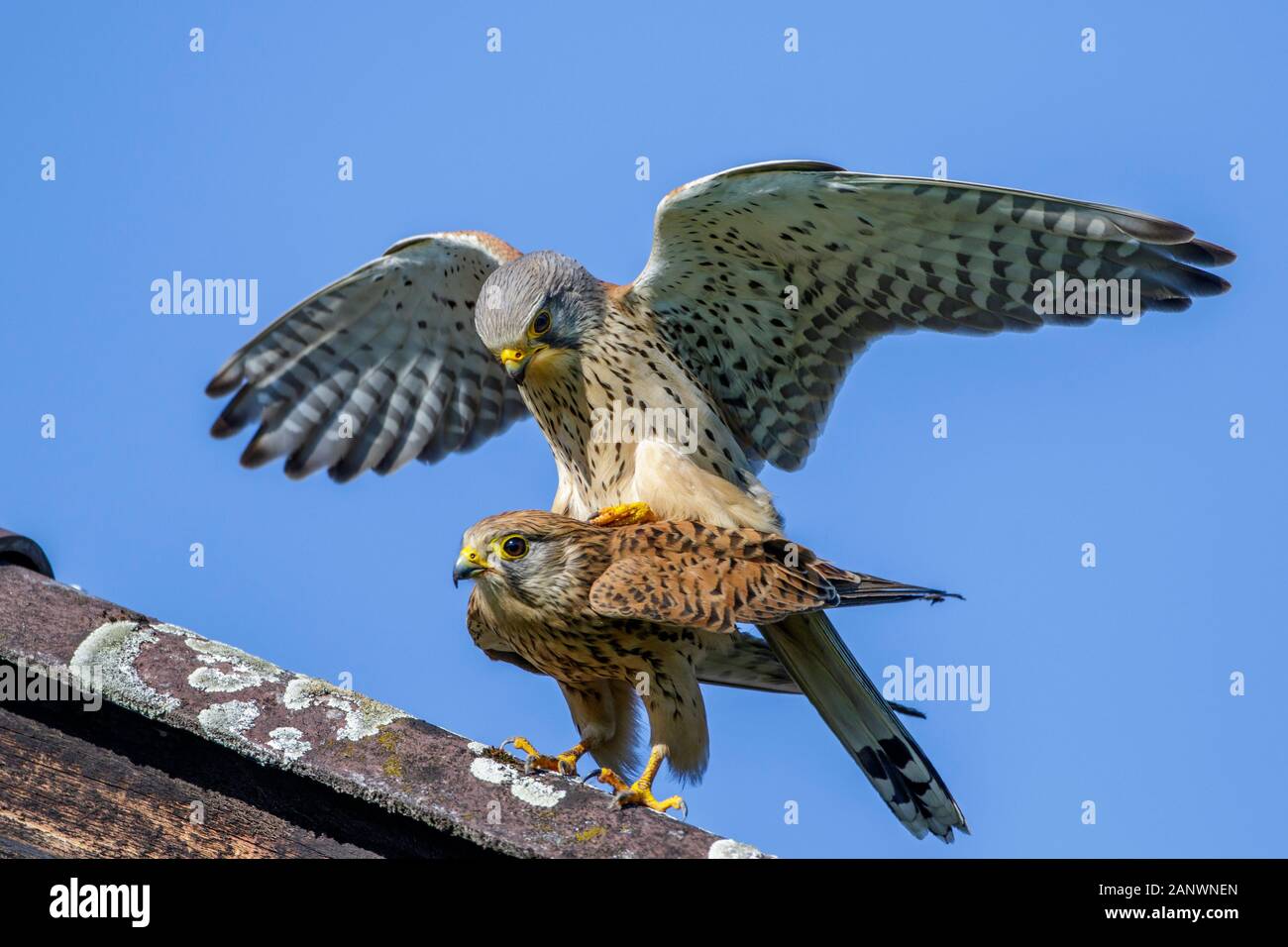 Turmfalken (Falco tinnunculus) Paarung Stock Photo