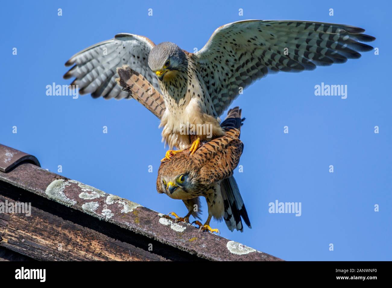 Turmfalken (Falco tinnunculus) Paarung Stock Photo