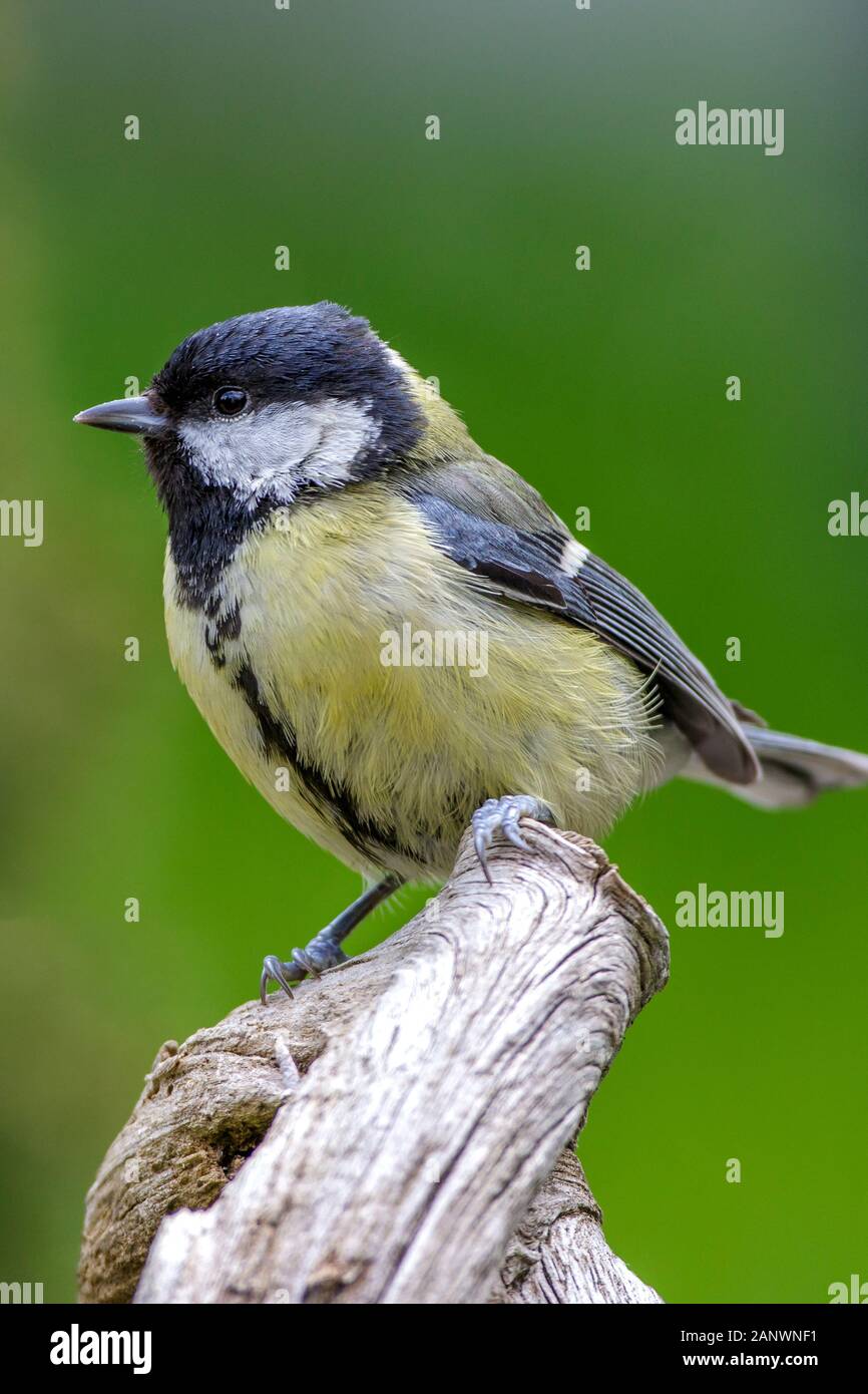 Kohlmeise (parus major) Stock Photo