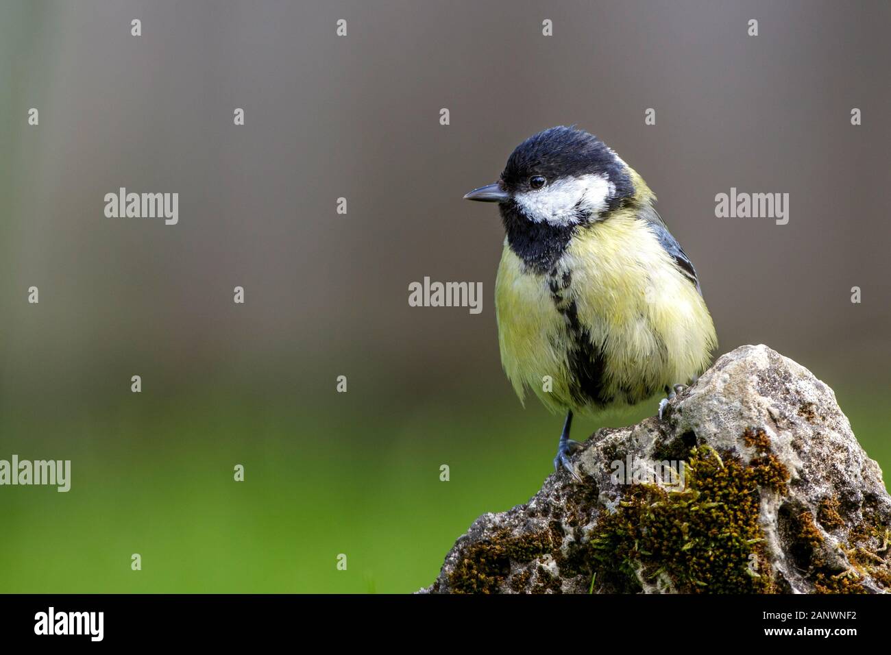 Kohlmeise (parus major) Stock Photo