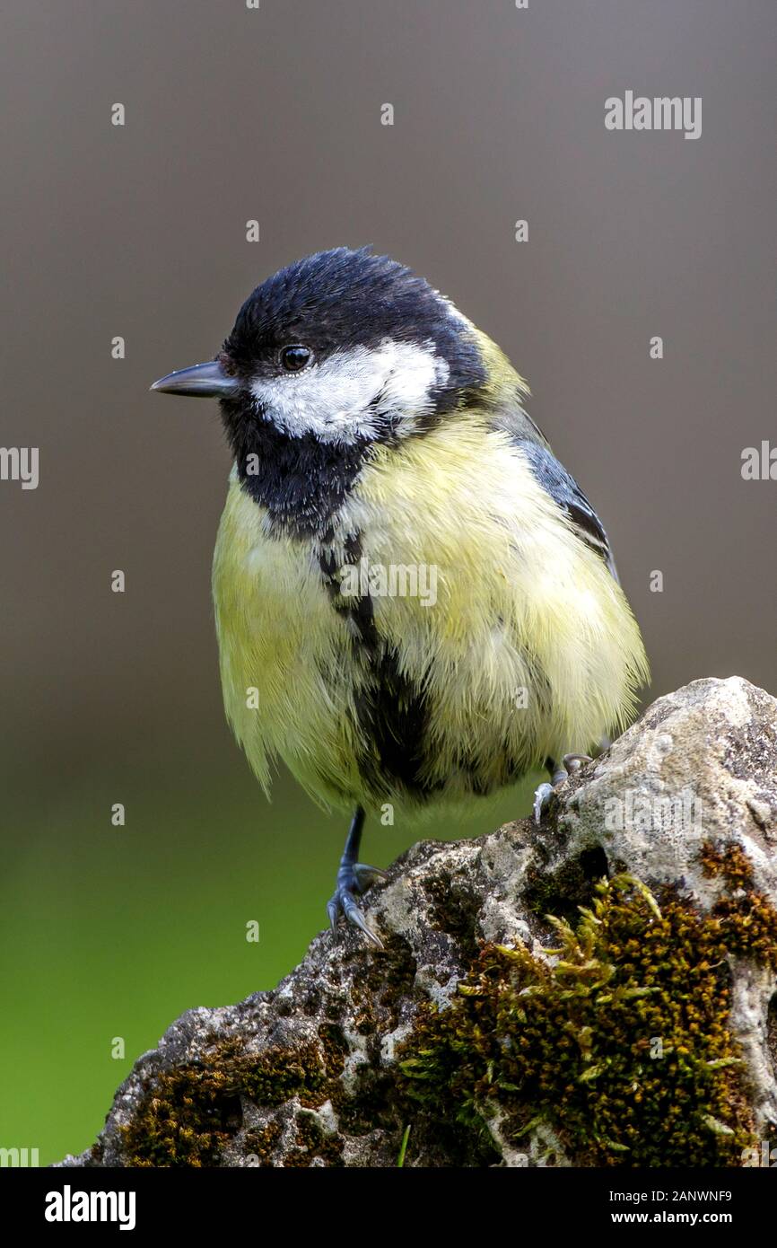 Kohlmeise (parus major) Stock Photo