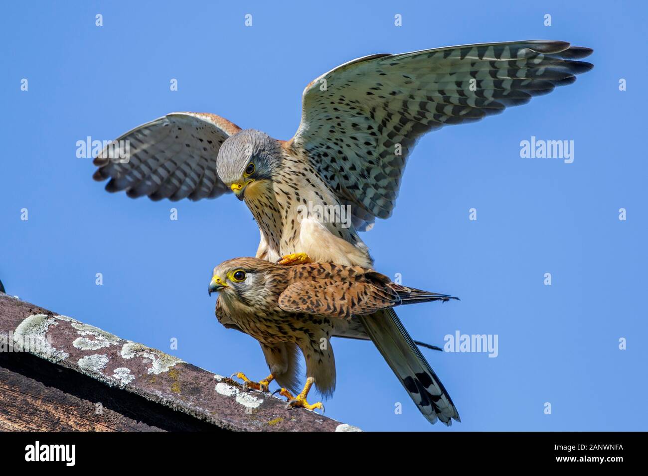 Turmfalken (Falco tinnunculus) Paarung Stock Photo