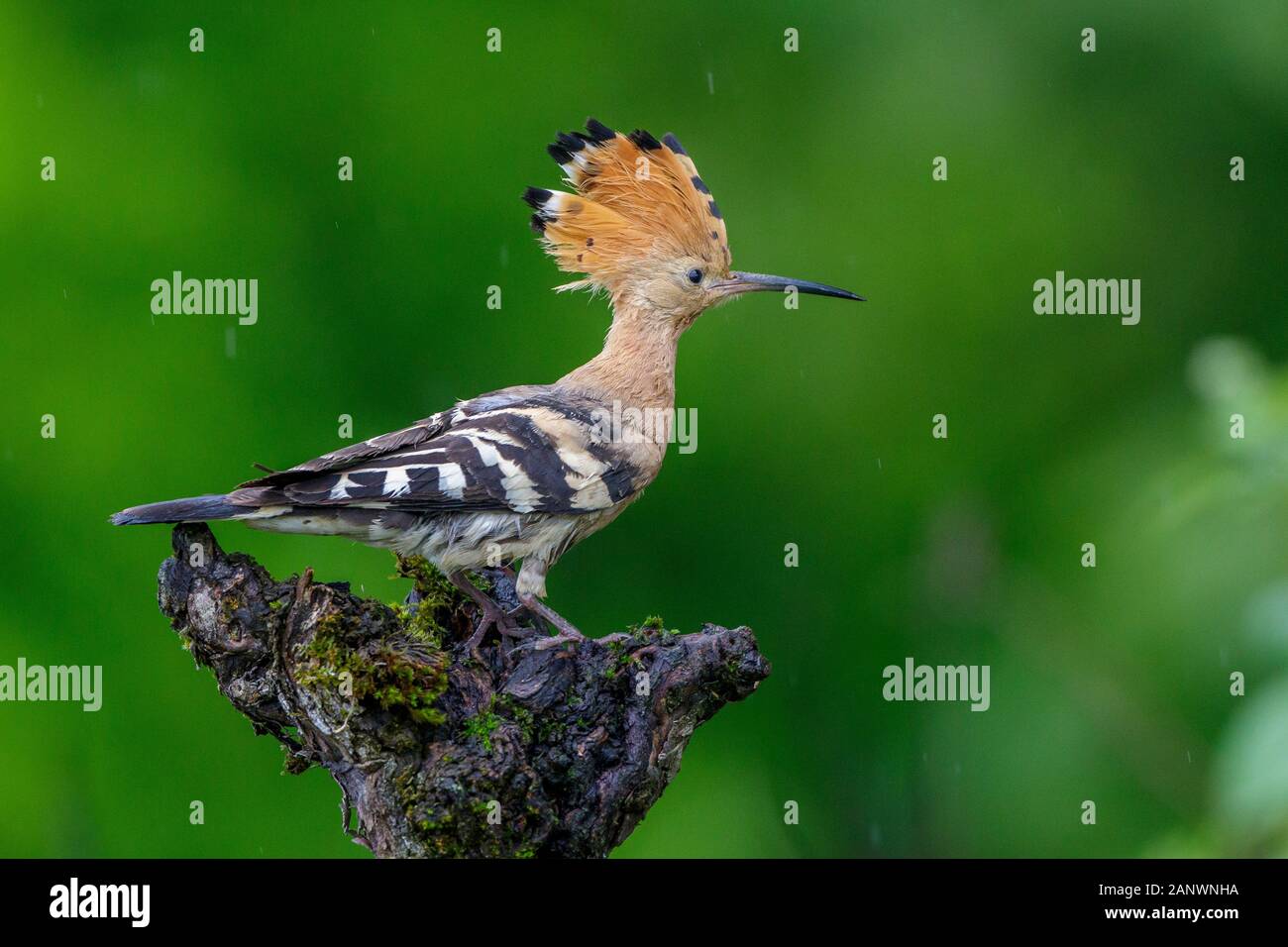 Wiedehopf (Upupa epops) Stock Photo