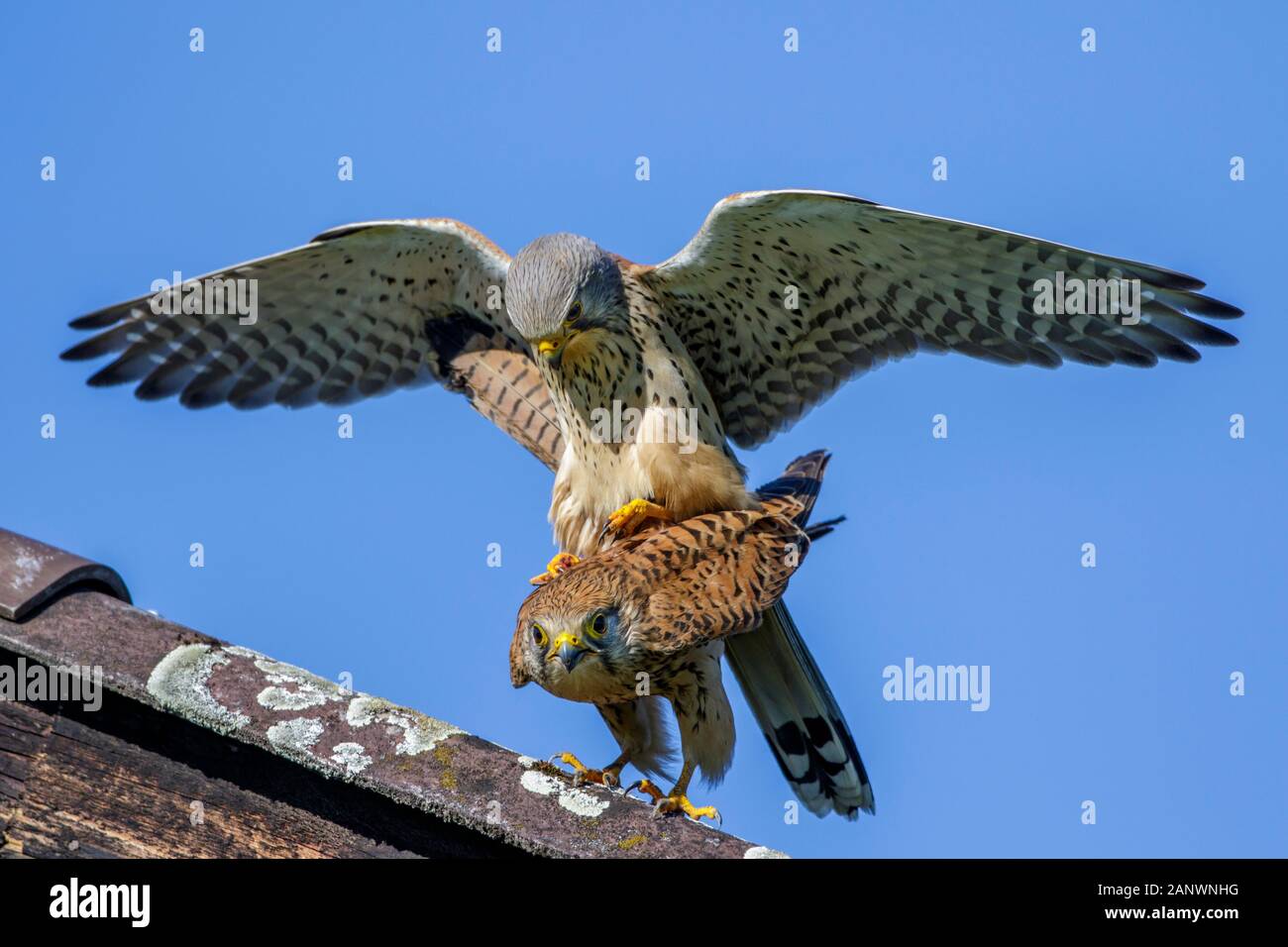 Turmfalken (Falco tinnunculus) Paarung Stock Photo