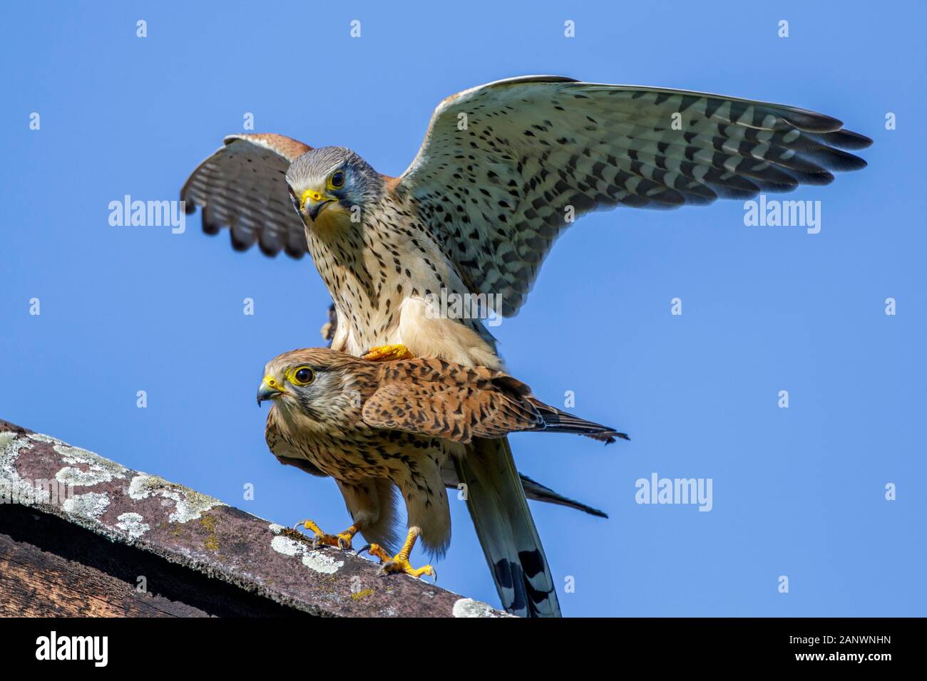 Turmfalken (Falco tinnunculus) Paarung Stock Photo