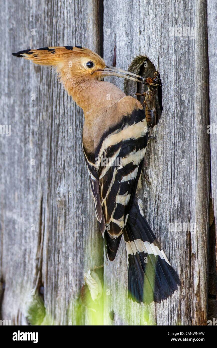 Wiedehopf (Upupa epops) mit Maulwurfsgrille Stock Photo