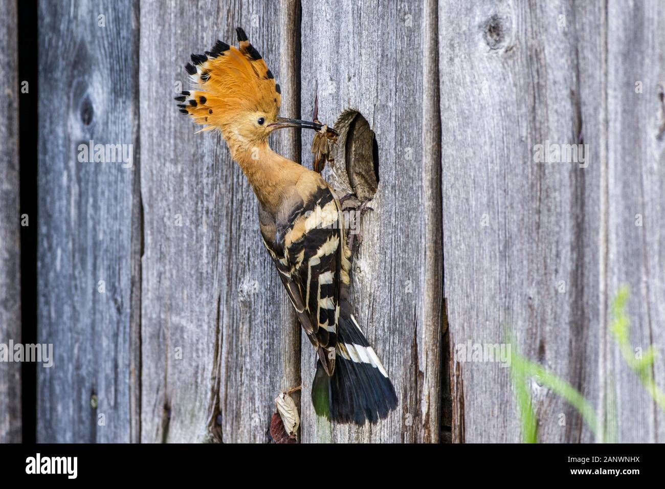 Wiedehopf (Upupa epops) mit Maulwurfsgrille Stock Photo
