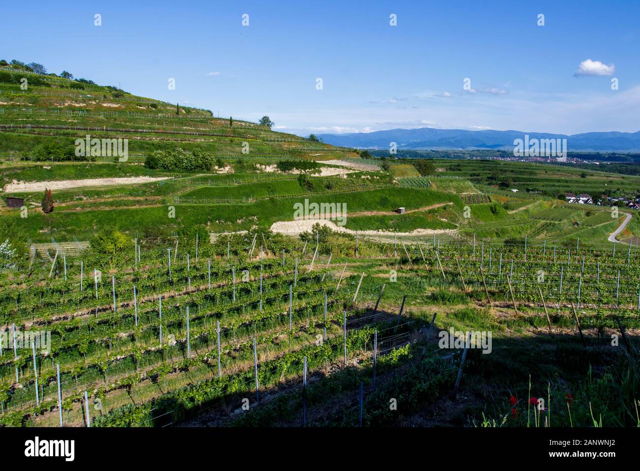 Weinberge bei Ihringen, Kaiserstuhl, Baden-Württemberg, Deutschland Stock Photo