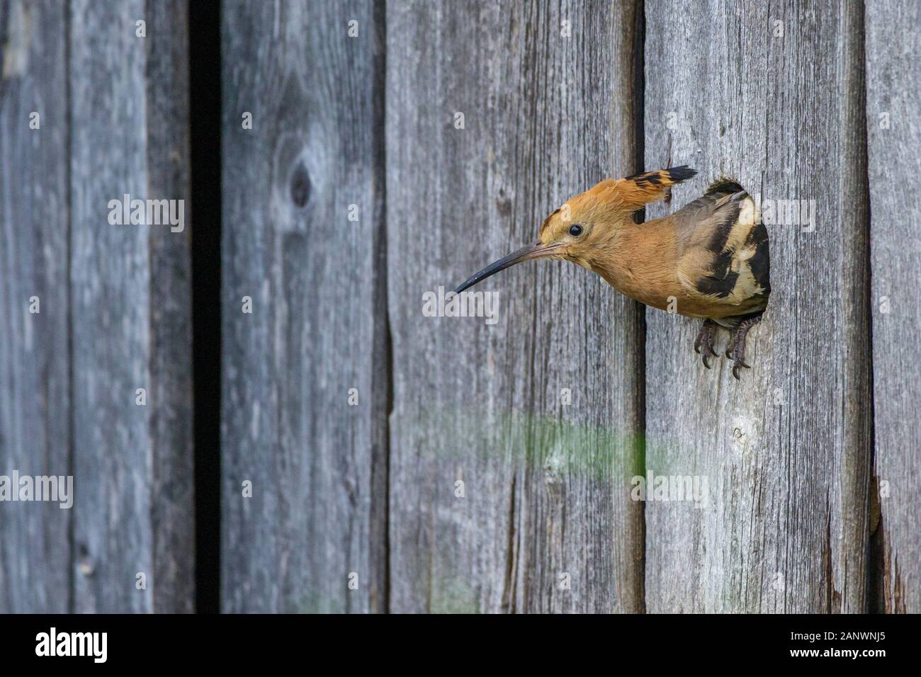 Wiedehopf (Upupa epops) Stock Photo