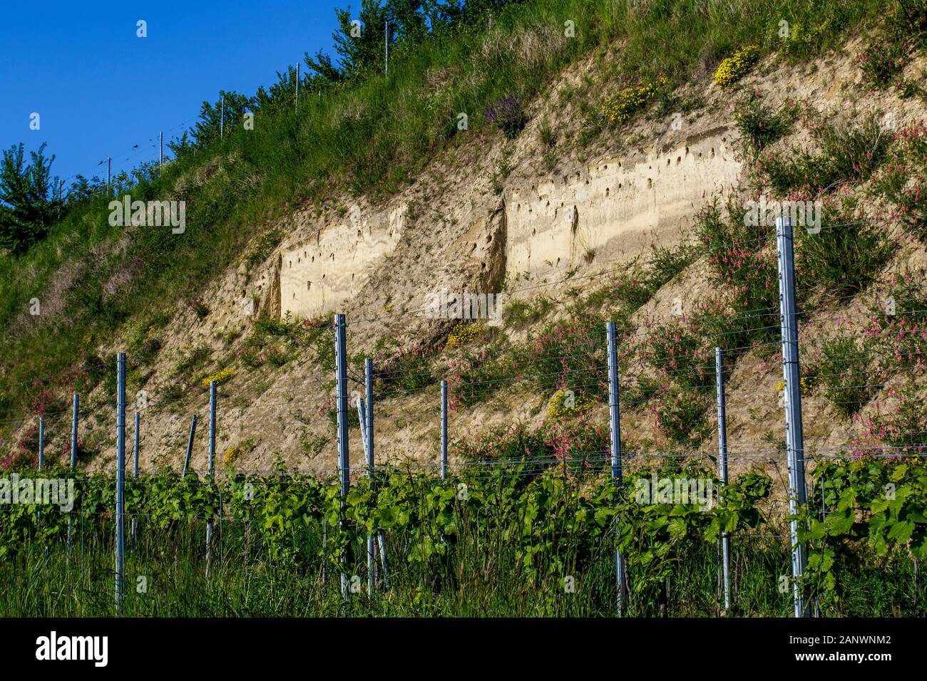 Künstlich angelegte Brutwände für Bienenfresser (Merops apiaster) Stock Photo