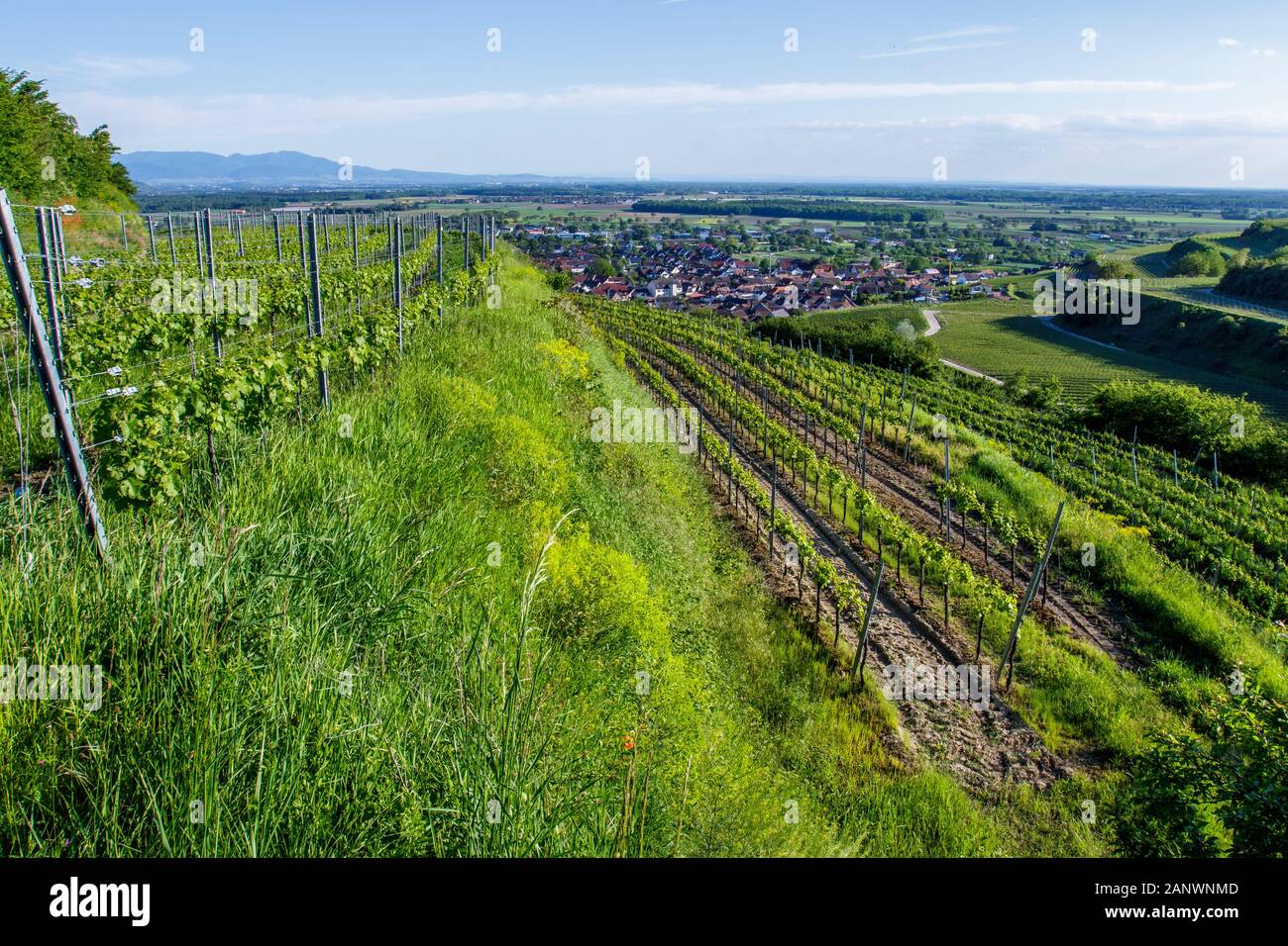 Weinberge bei Ihringen, Kaiserstuhl, Baden-Württemberg, Deutschland Stock Photo