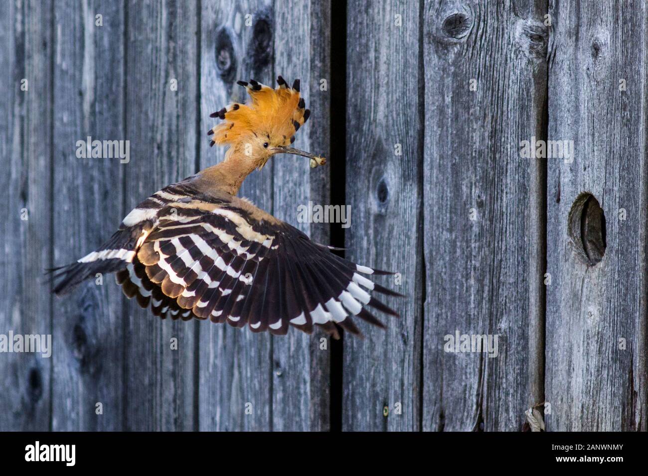 Wiedehopf (Upupa epops) Stock Photo