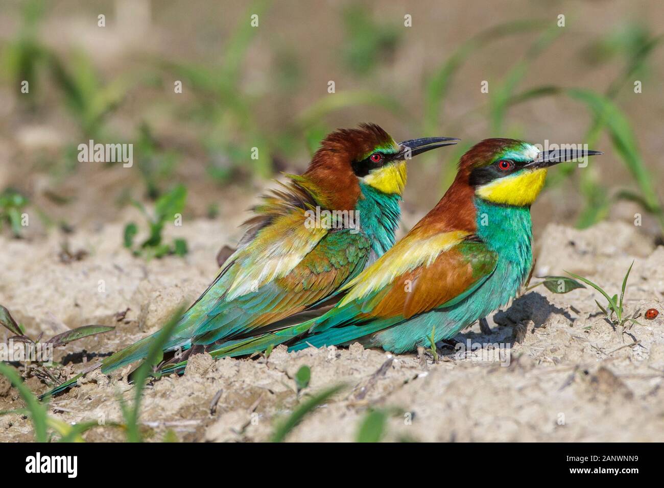 Bienenfresser (Merops apiaster) Stock Photo