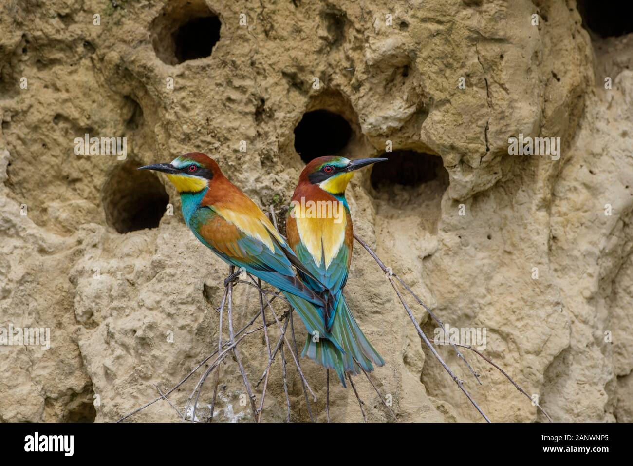 Bienenfresser (Merops apiaster) Stock Photo