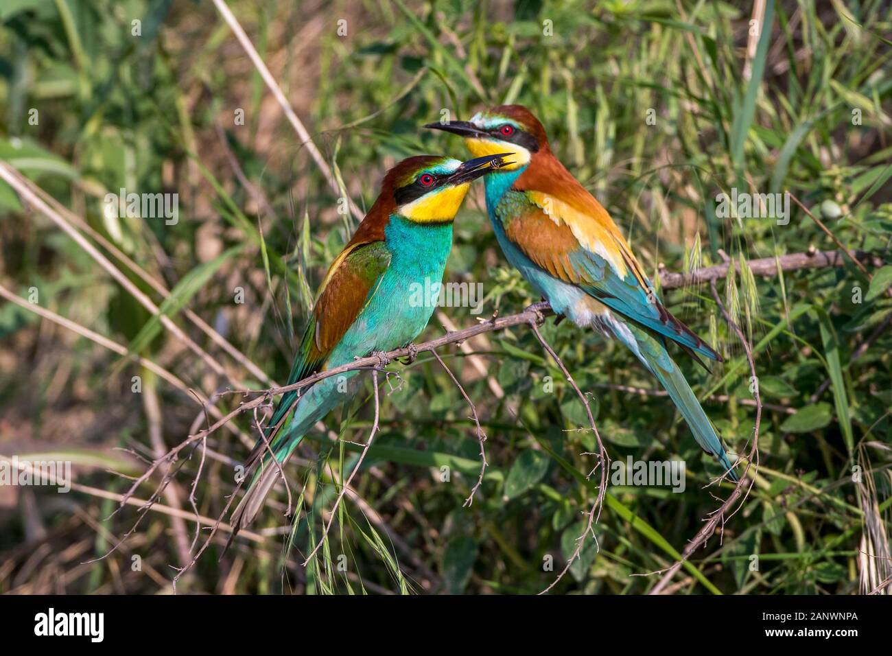 Bienenfresser (Merops apiaster) Stock Photo