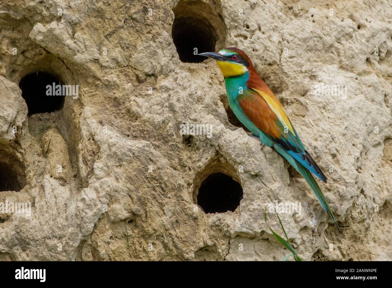 Bienenfresser (Merops apiaster) Stock Photo