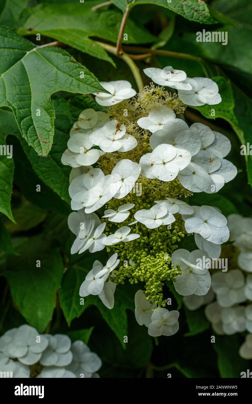 Eichenblättrige Hortensie (Hydrangea quercifolia) Stock Photo