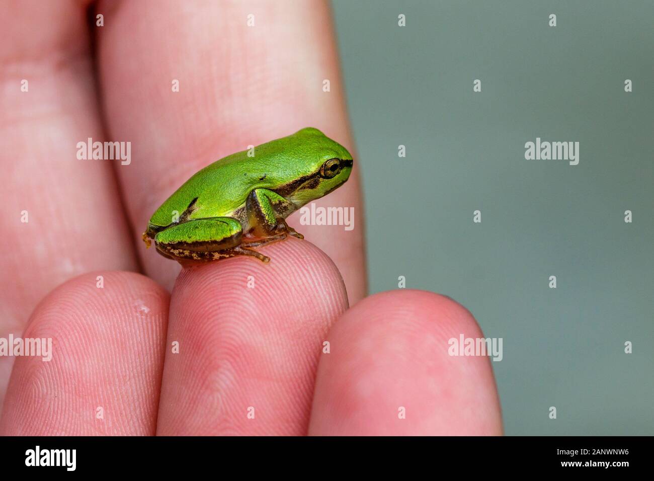 Page 2 - Der Frosch High Resolution Stock Photography and Images - Alamy