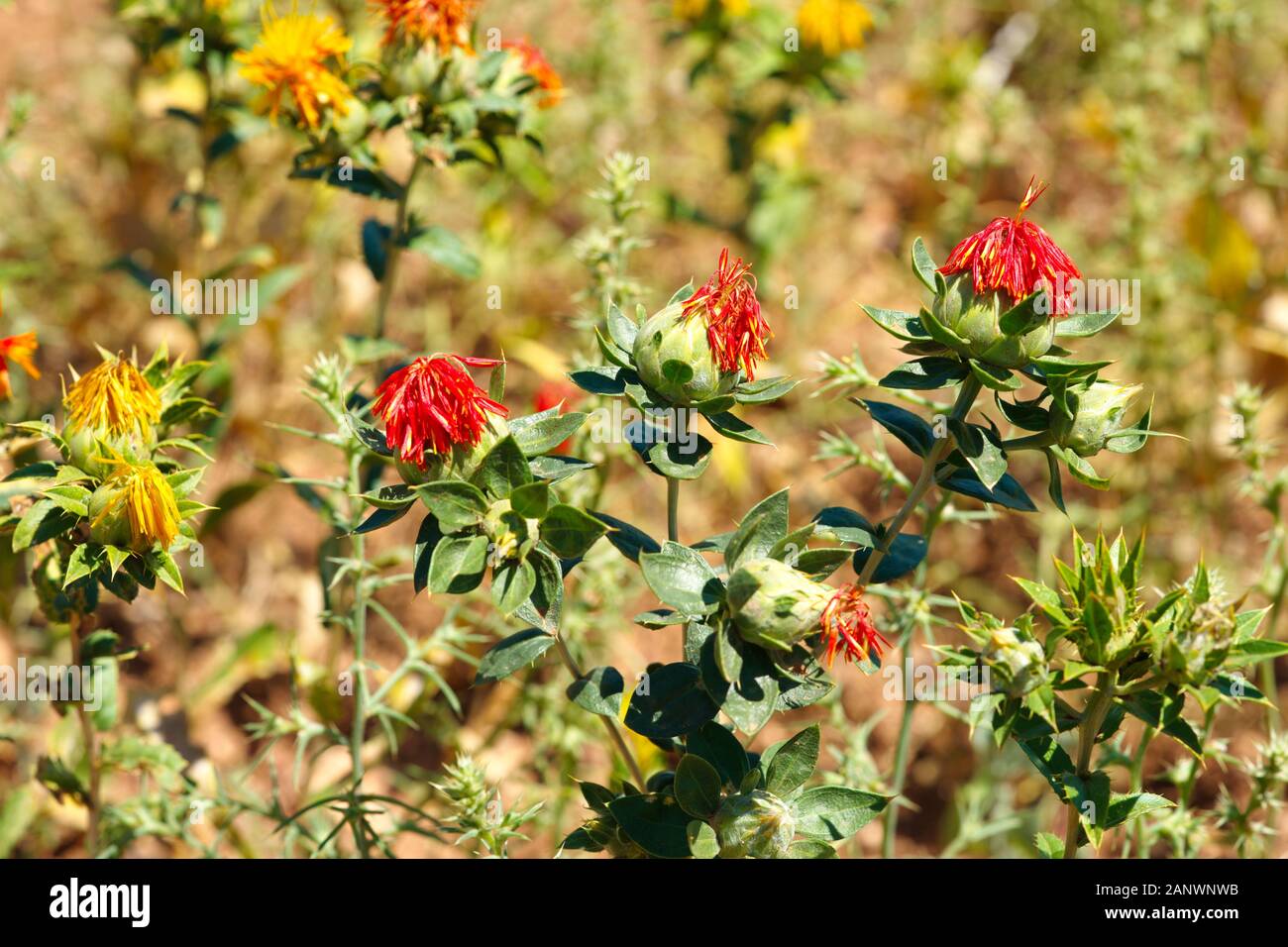 safflower(Carthamus tinctorius). liar saffron, Safflower oil is made from seeds Stock Photo Alamy