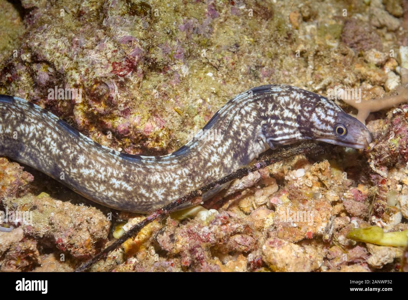 enigmatic moray eel, Gymnothorax enigmaticus, also known as the tiger moray or banded moray, Madang; Papua New Guinea; Pacific Ocean Stock Photo