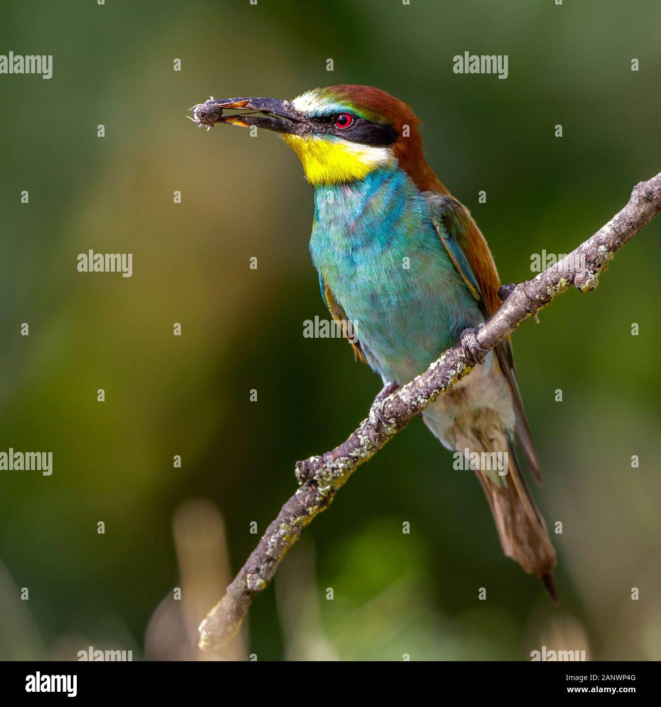 Bienenfresser (Merops apiaster) Stock Photo
