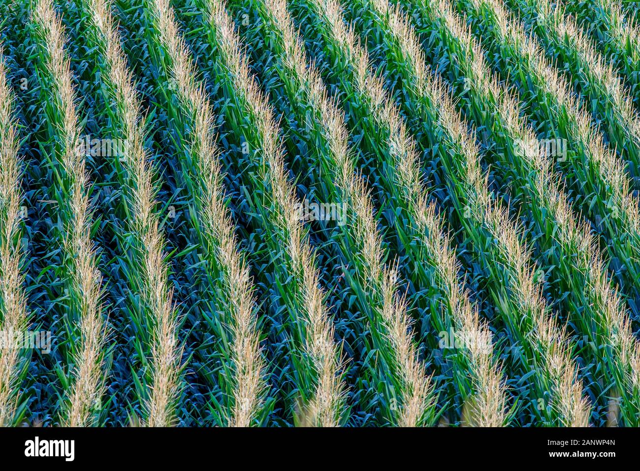 Maisfelder, Landwirtschaft Stock Photo