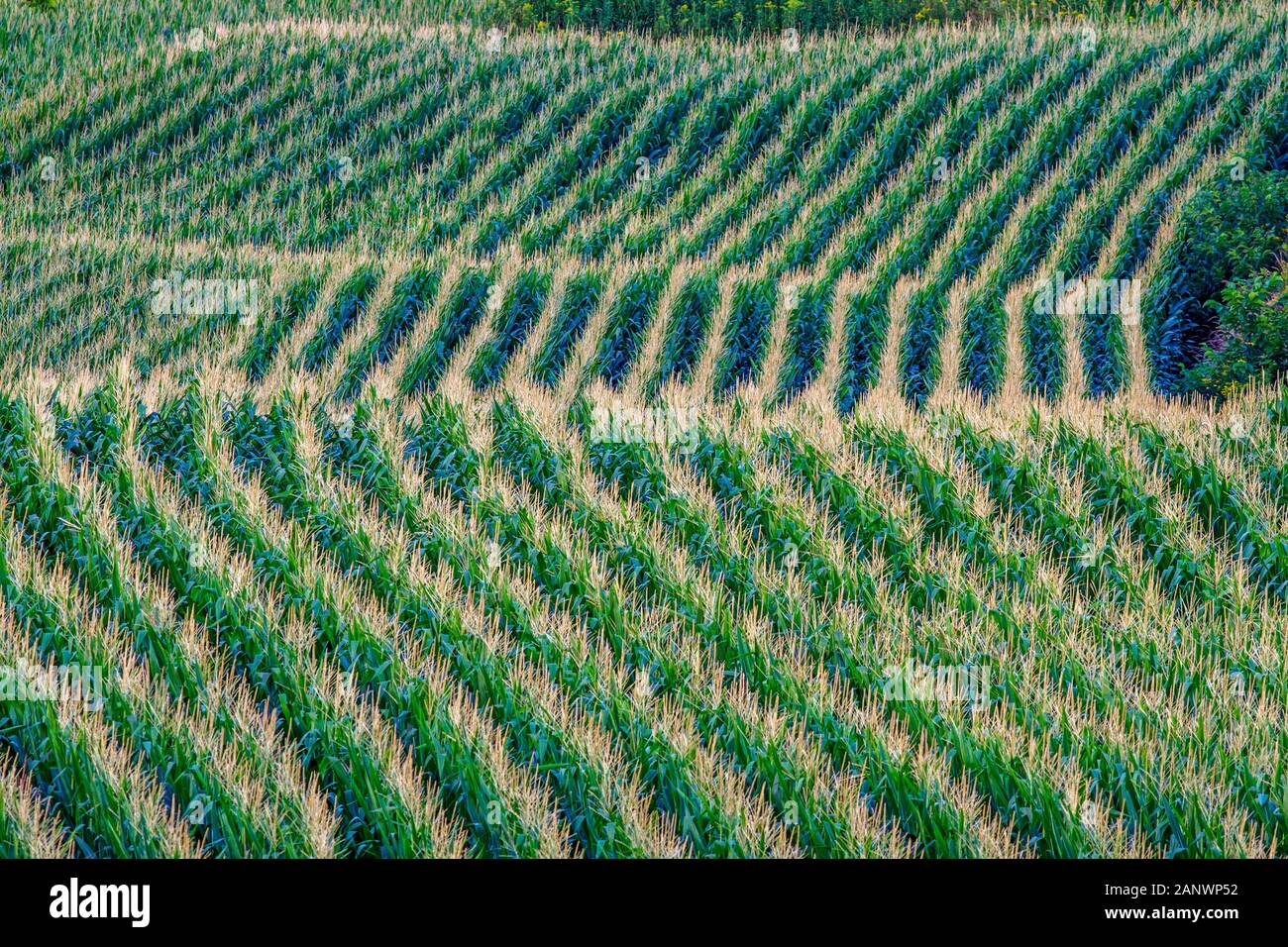 Maisfelder, Landwirtschaft Stock Photo