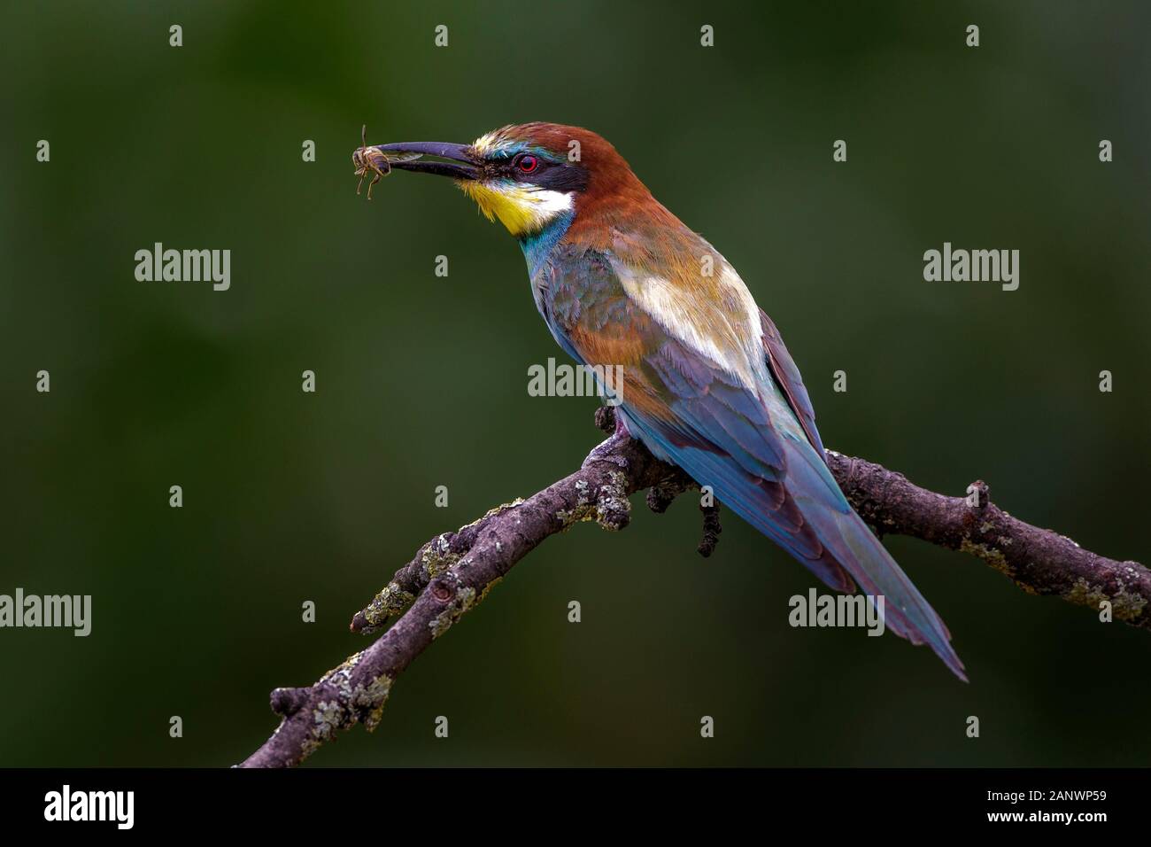 Bienenfresser (Merops apiaster) Stock Photo