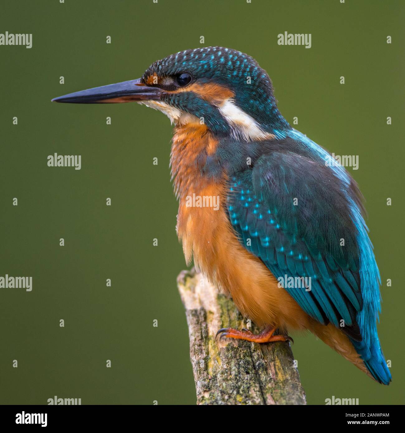 Eisvogel (Alcedo atthis Stock Photo - Alamy