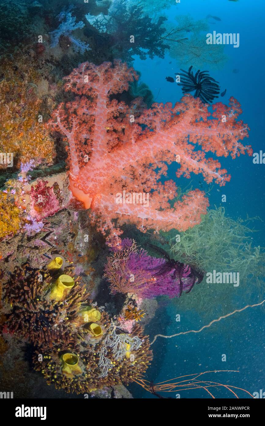 spikey soft coral, Dendronephthya sp., Madang, Papua New Guinea, Pacific Ocean Stock Photo