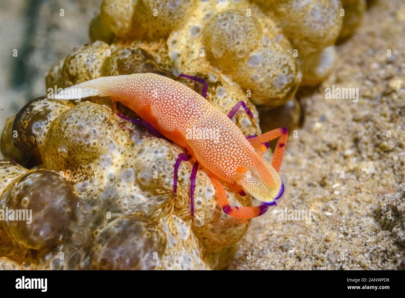 emperor shrimp, Periclimenes imperator, on sea cucumber, Opheodesoma sp., Madang, Papua New Guinea, Pacific Ocean Stock Photo