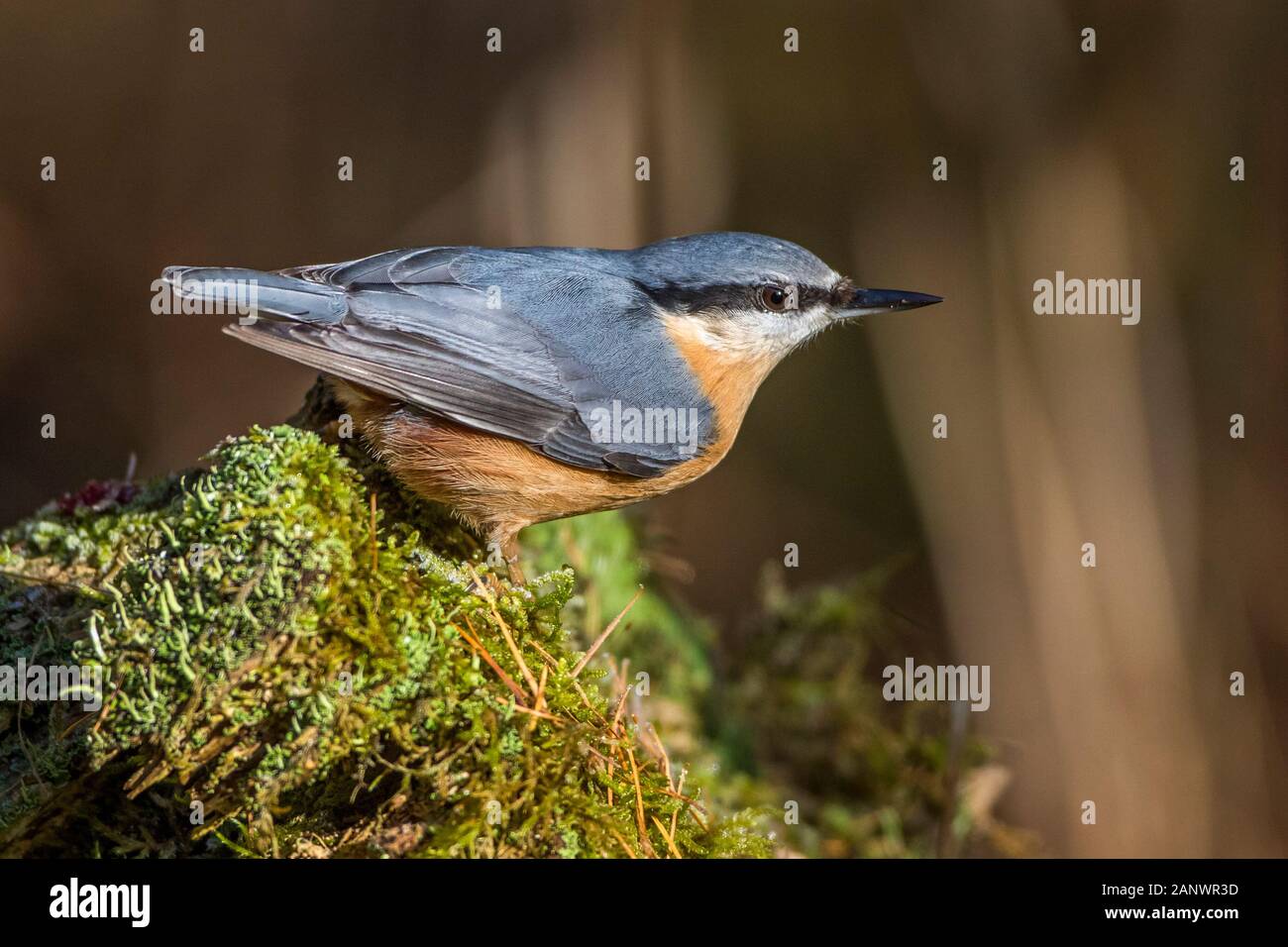 Kleiber (Sitta europaea) Stock Photo