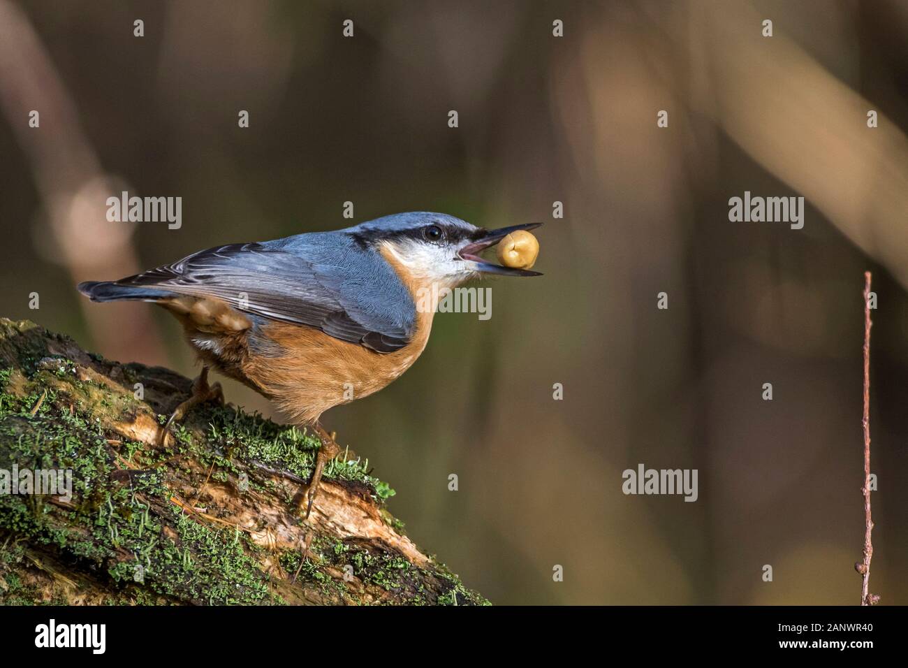 Kleiber (Sitta europaea) Stock Photo