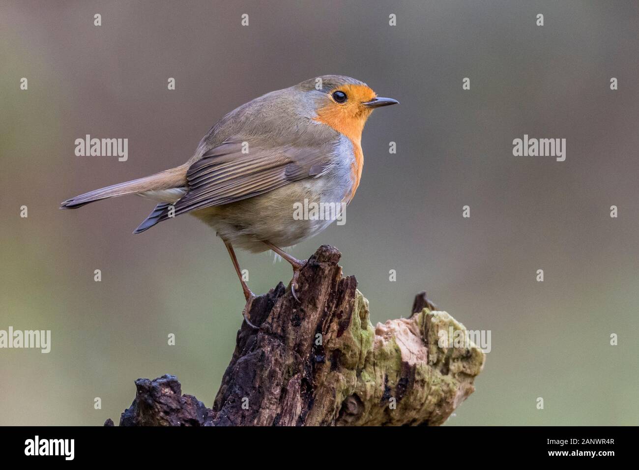 Adulter Stock Photos Adulter Stock Images Alamy