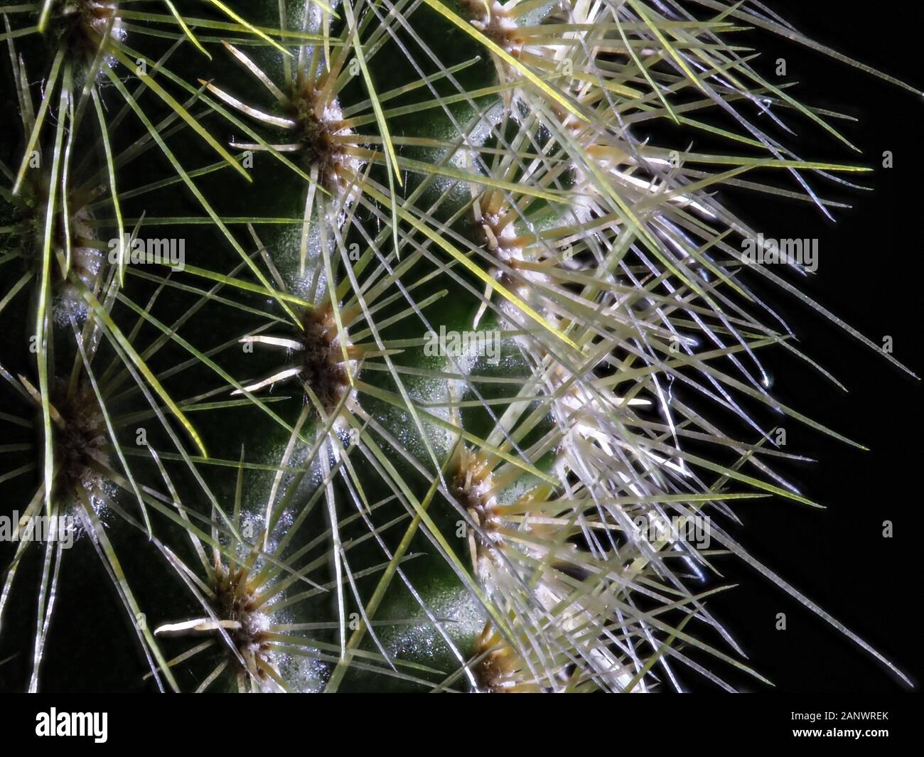 Pilosocereus cactus close-up of spines Stock Photo
