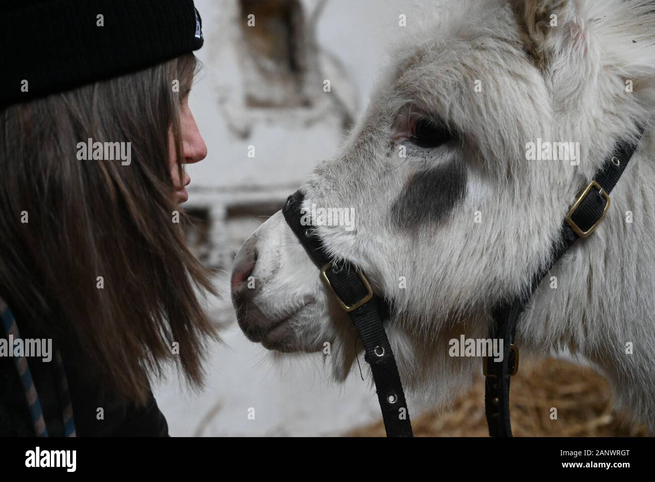 Miniature donkey and woman showing close human and animal relationship, love and friendship concept Stock Photo