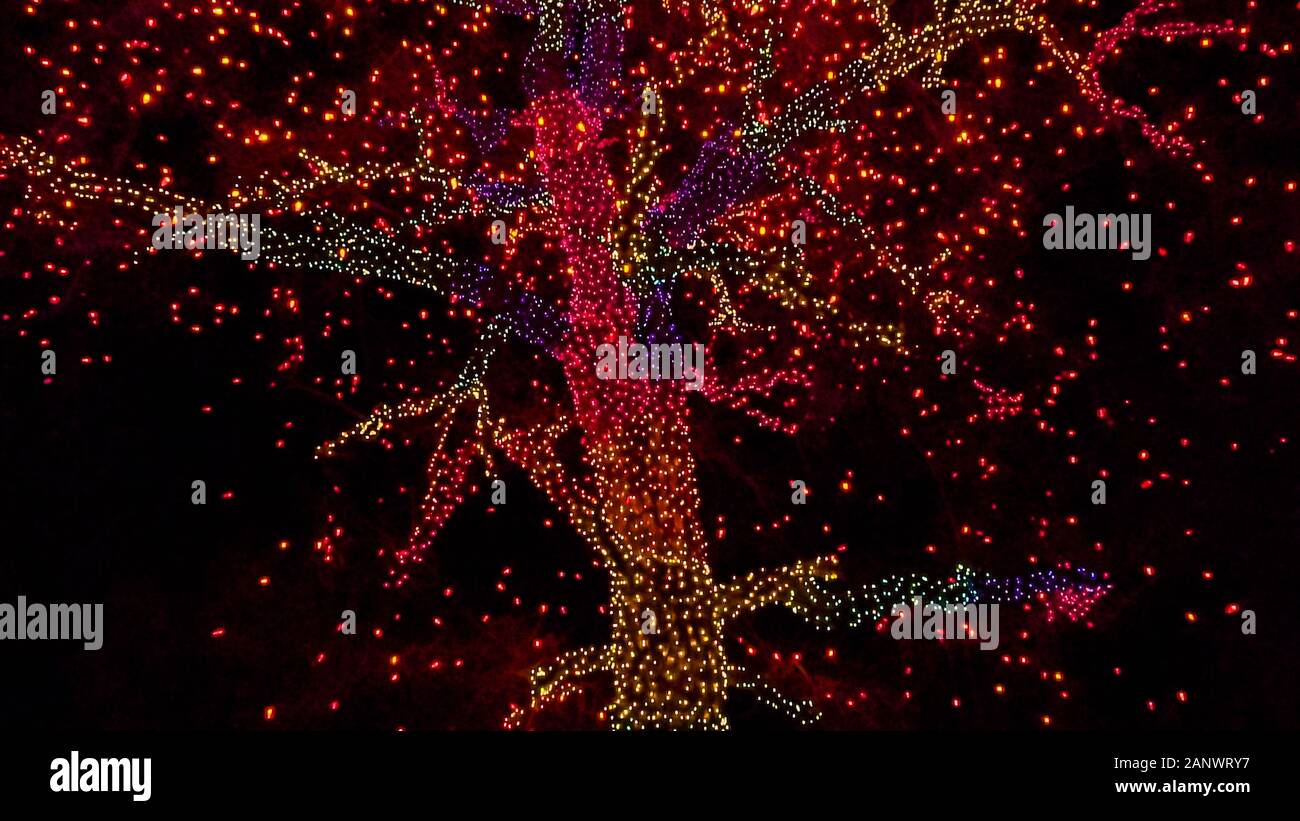 Old big tree decorated with yellow, orange, and red Christmas lights