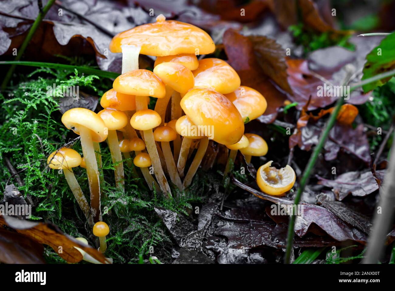 yellow fungi growing on a wet leafy woodland floor in a mossy carpit Stock Photo
