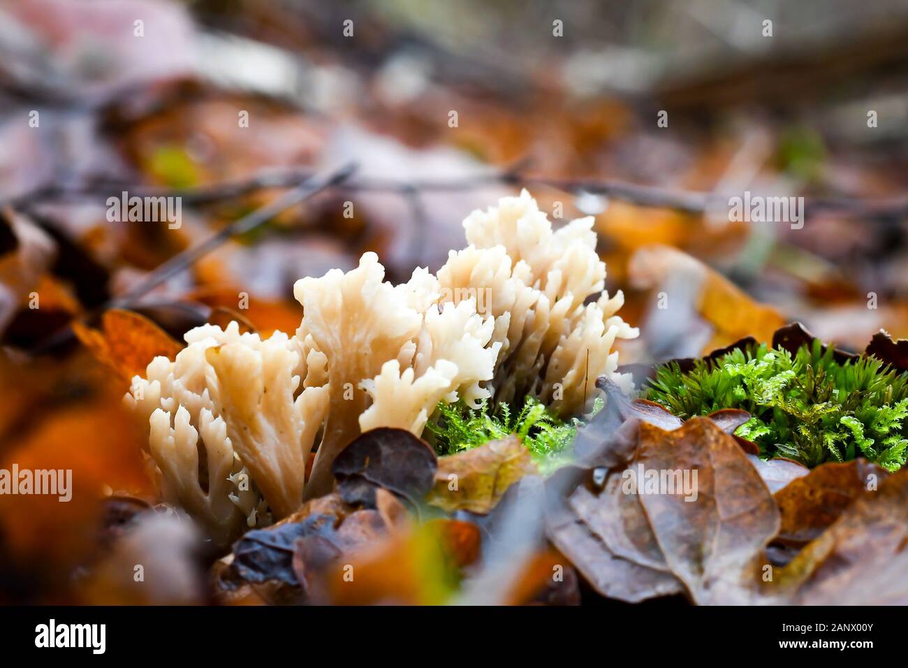 coral fungi growing on a leafy woodland floor in early spring late winter Stock Photo