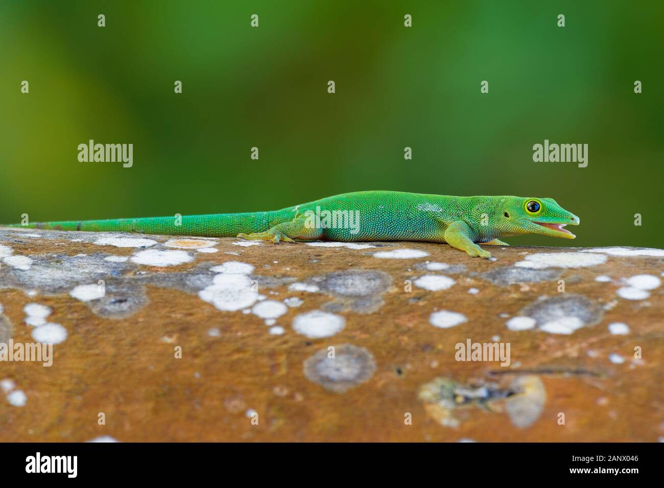 Cute geckos hi-res stock photography and images - Alamy