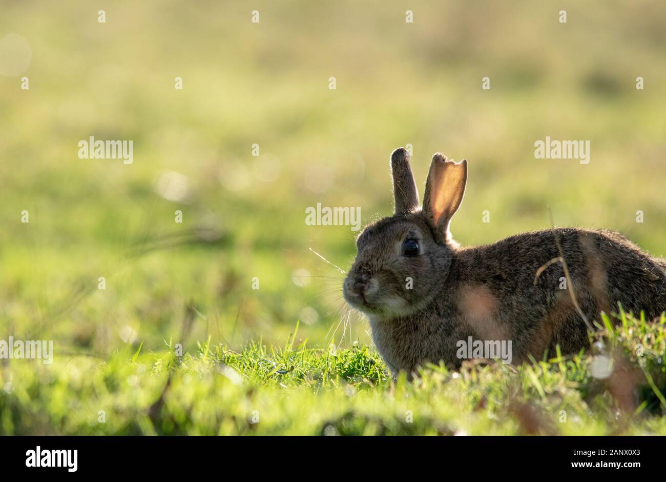 Injured wild best sale bunny