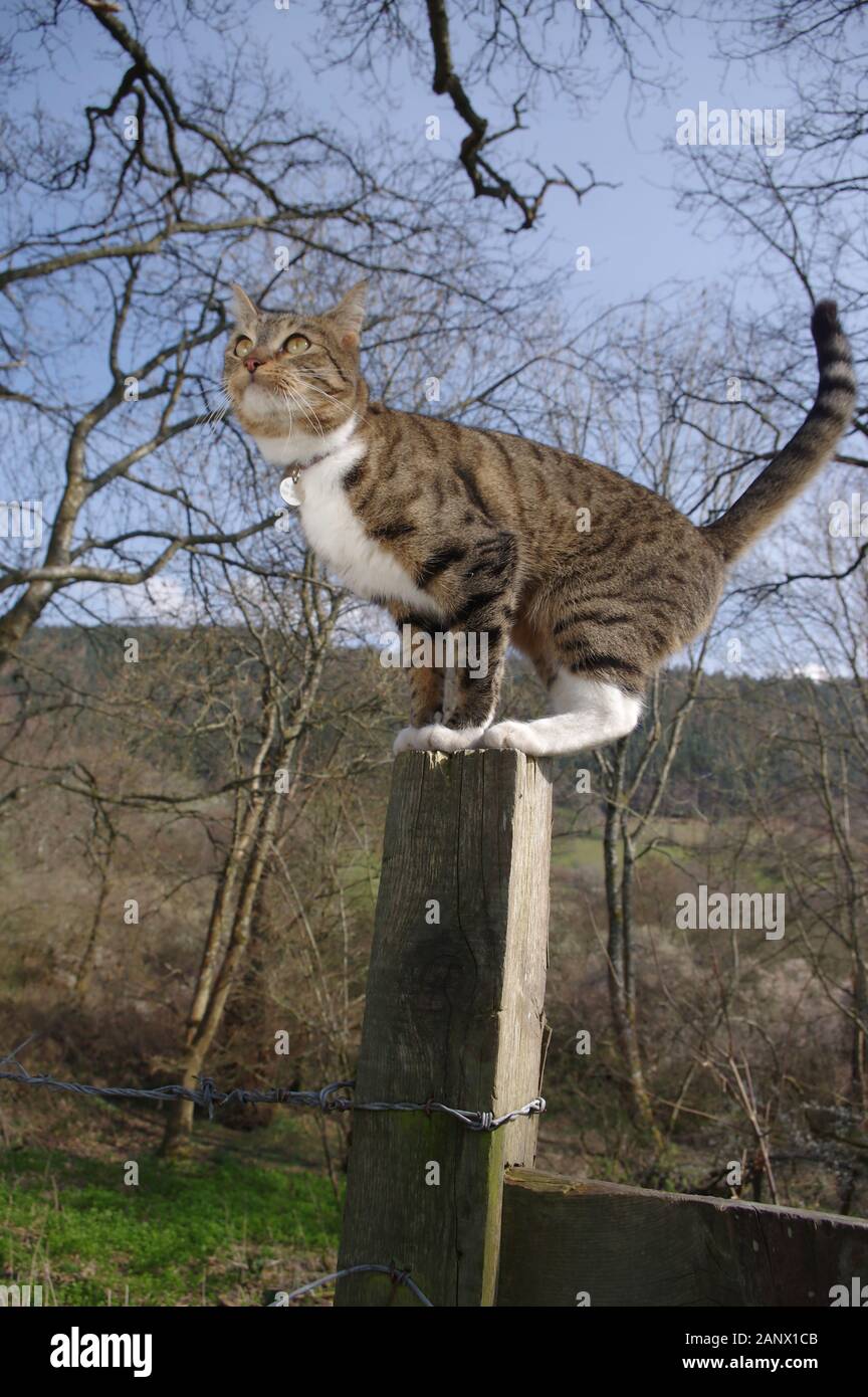 Tabby cat playing in woodland Stock Photo - Alamy