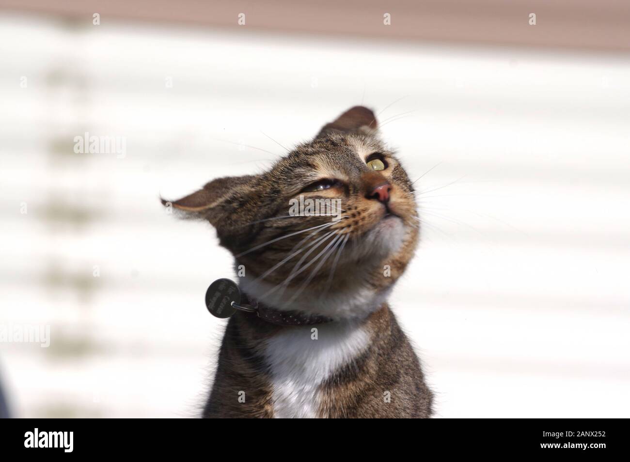 Tabby cat shaking head Stock Photo Alamy
