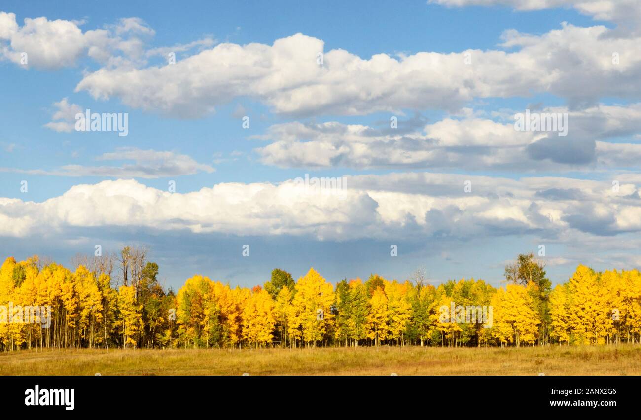 Aspen trees at the edge of a meadow have almost completely turned gold below a sky filles with white fluffy clouds near Gore Pass, Colorado. Stock Photo