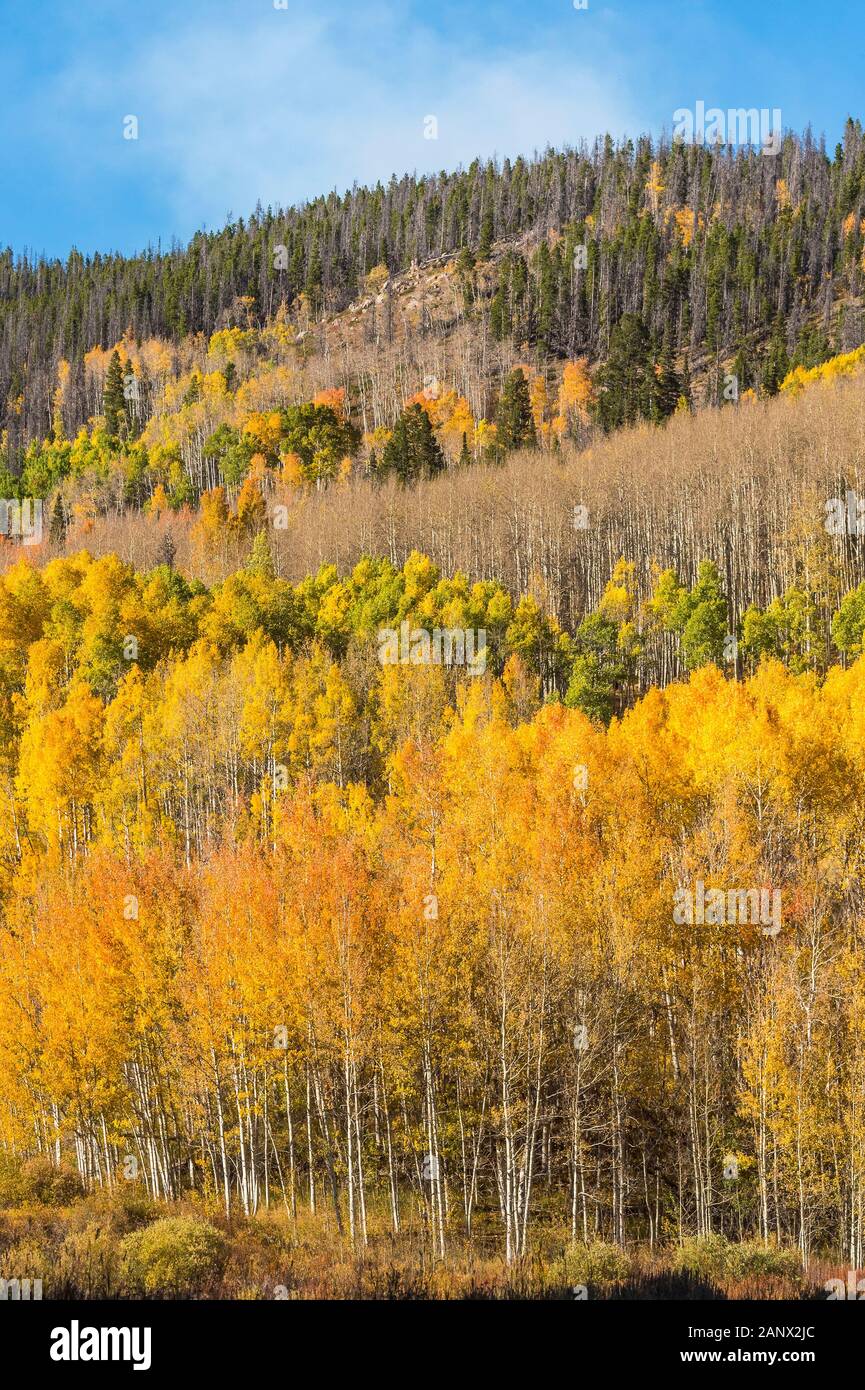 A mountainside full of fall color in the aspen trees on a sunny afternoon along Gore Pass near Steamboat, Colorado. Stock Photo