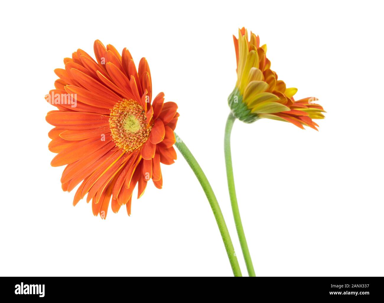 isolated gerbera orange flower on white background Stock Photo