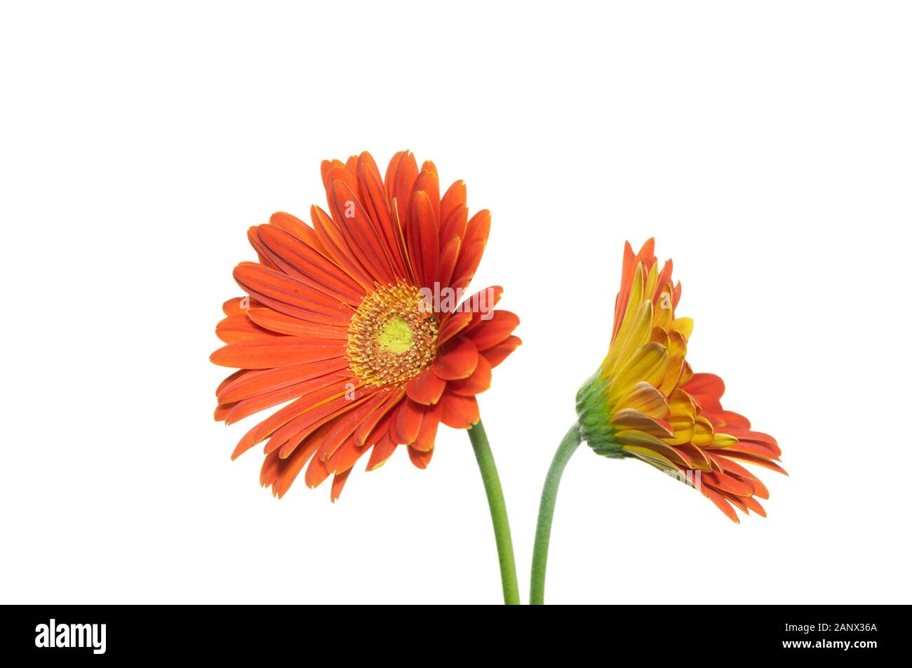 isolated gerbera orange flower on white background Stock Photo