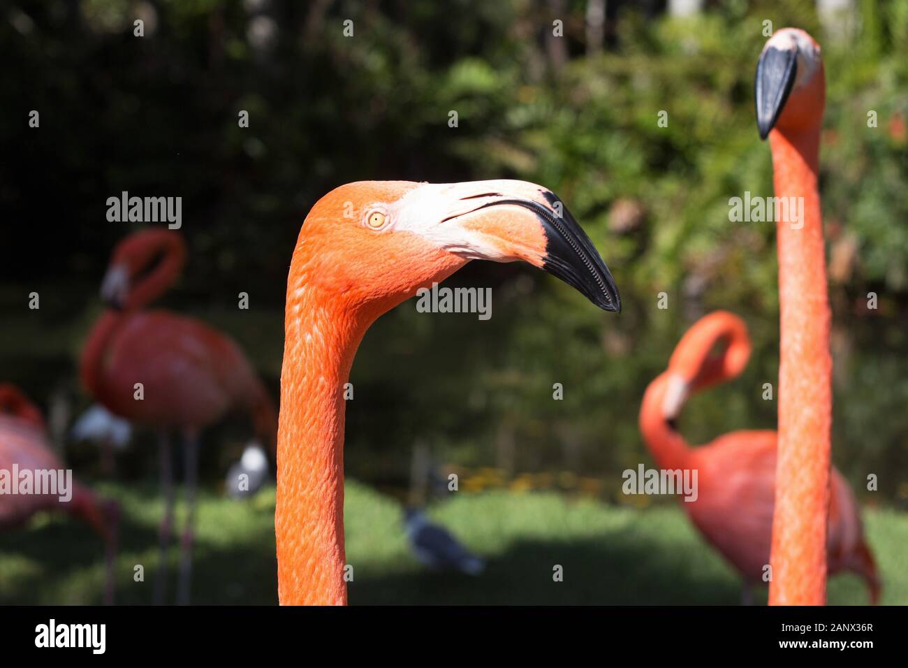 Flamingos in Sarasota, Florida, USA Stock Photo - Alamy