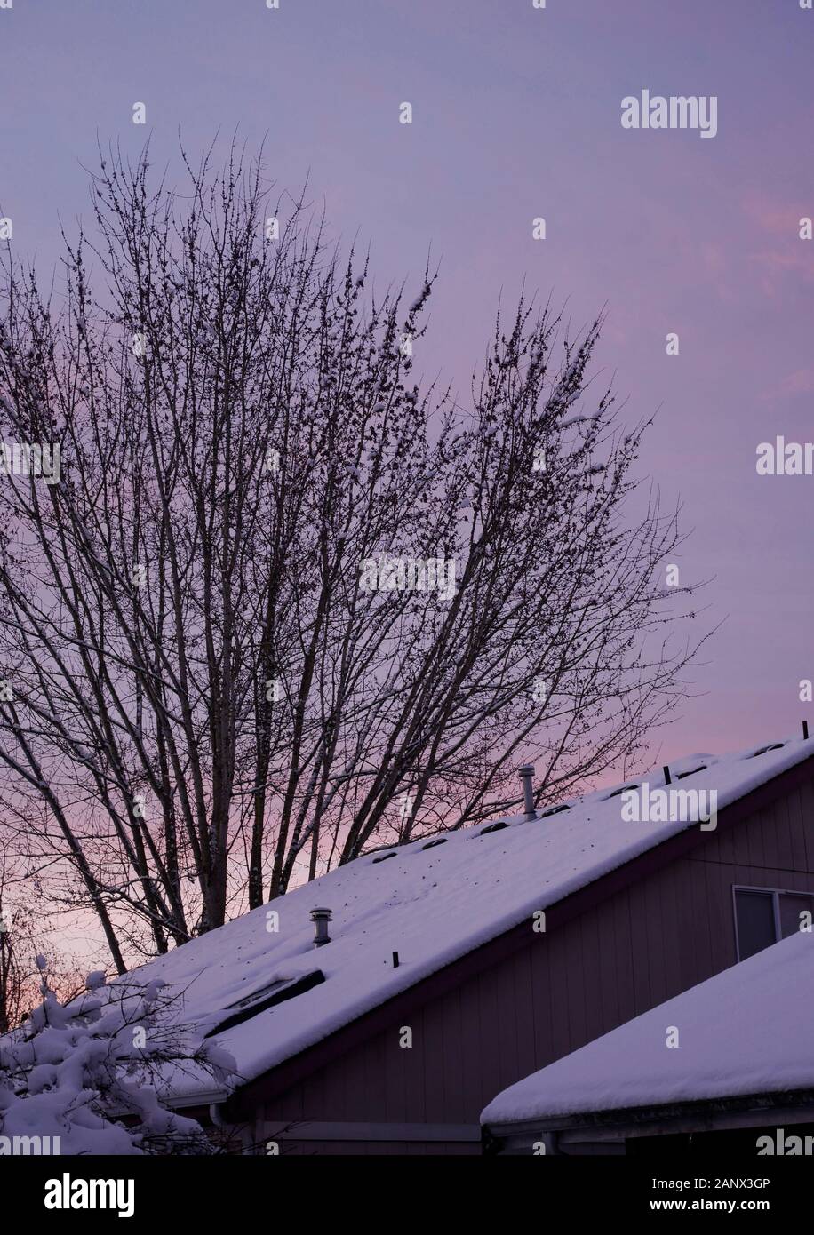 Snow covered tree branches at sunrise. Stock Photo