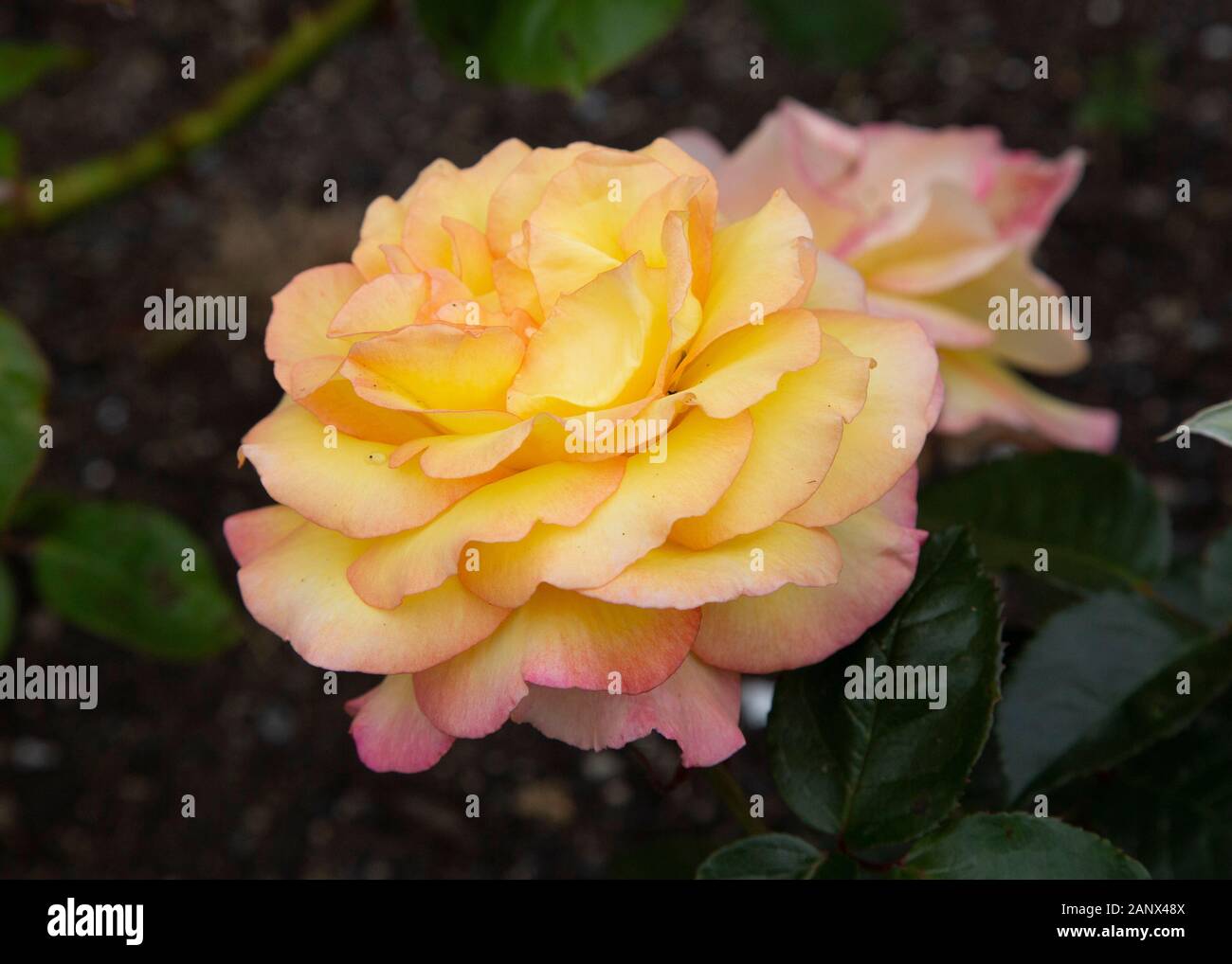 Mcgredy Roses Solitarie - Hybrid Tea McGredy Rose Stock Photo - Alamy
